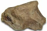 Dinosaur (Triceratops) Bone Section - Montana #300456-1